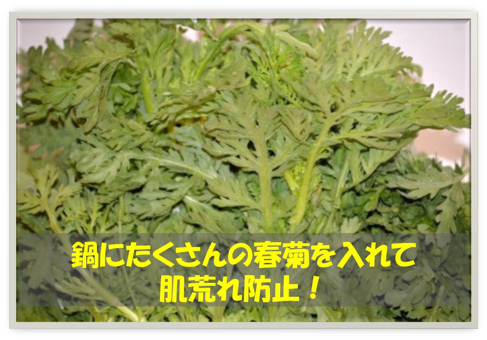 春菊.jpg