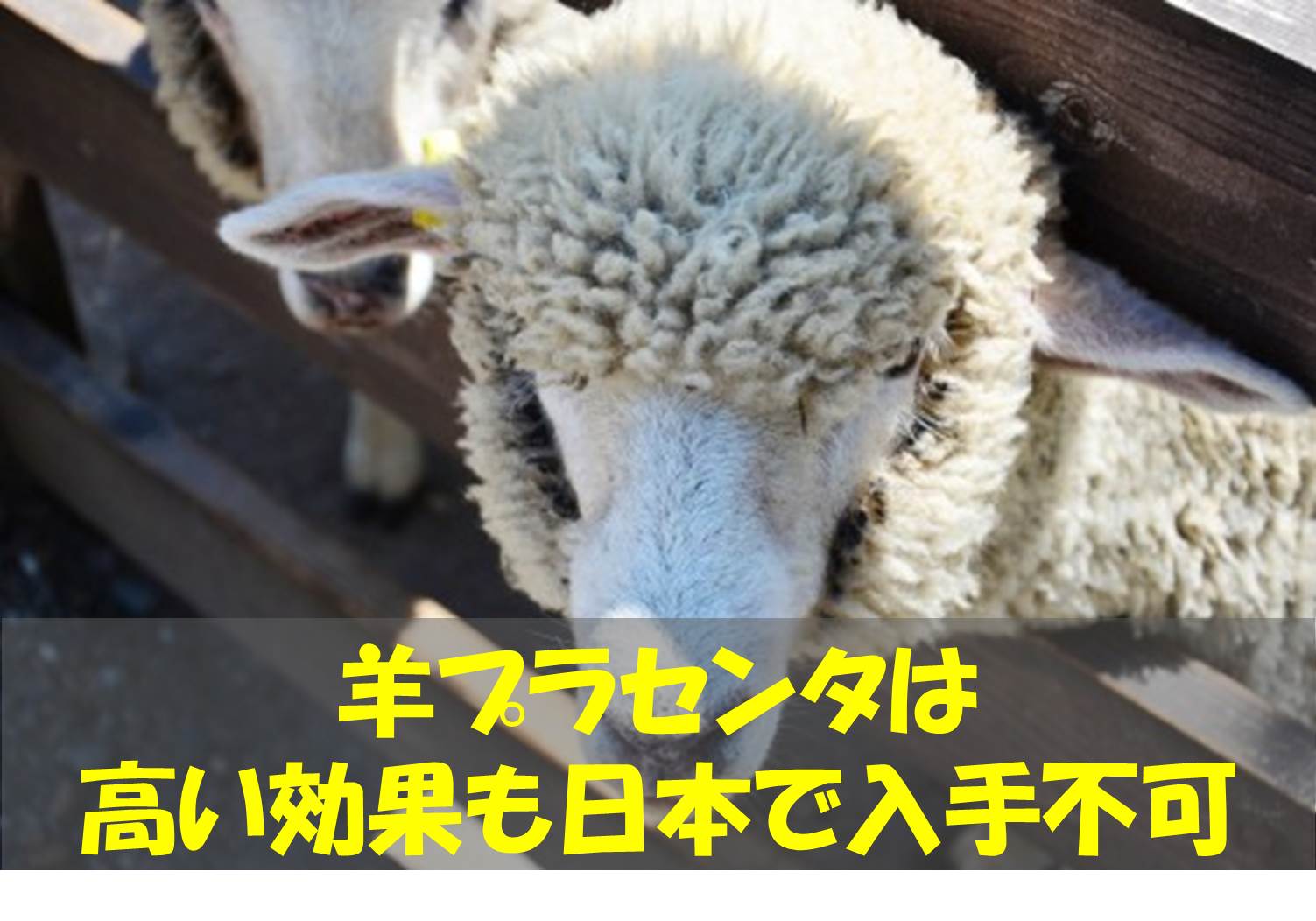 羊プラセンタ.jpg