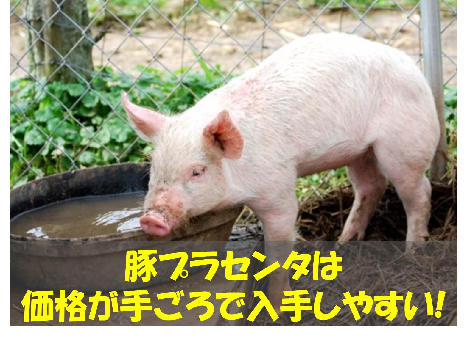豚プラセンタ.jpg
