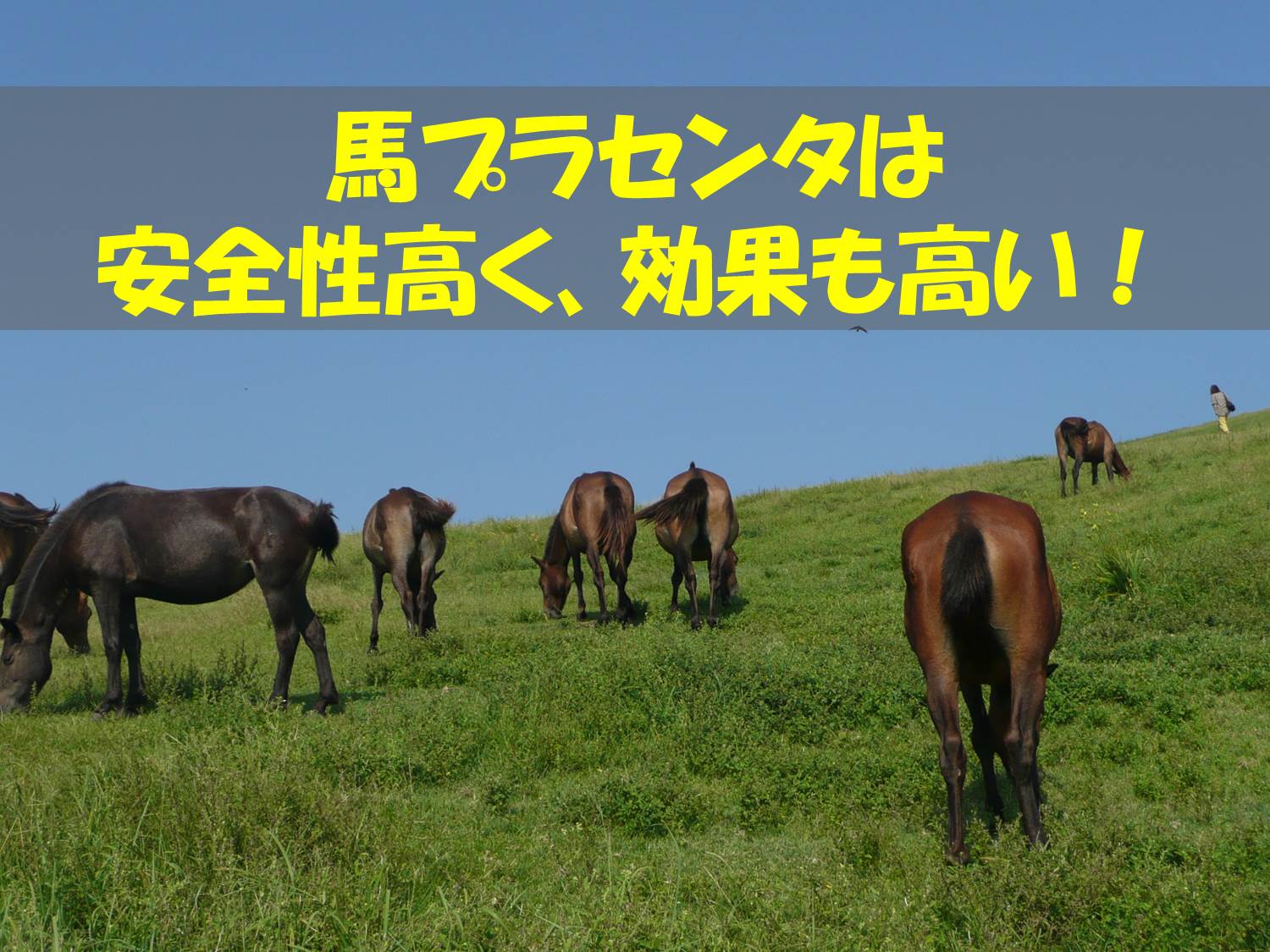 馬プラセンタ.jpg