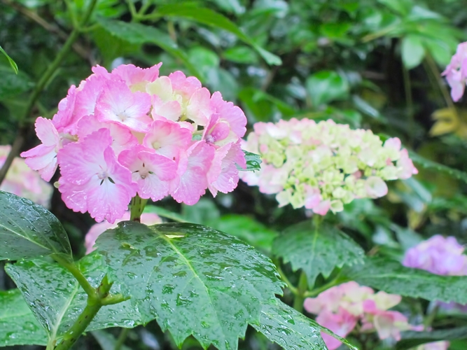 N724_pinknoajisai500.jpg